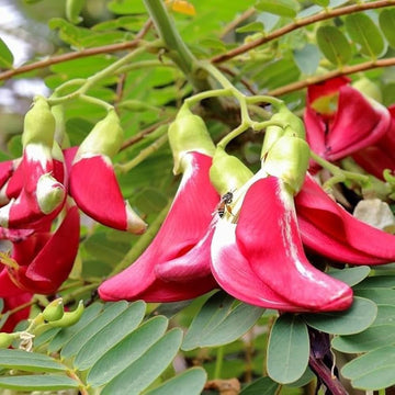 Sesbania Seeds – Grandiflora