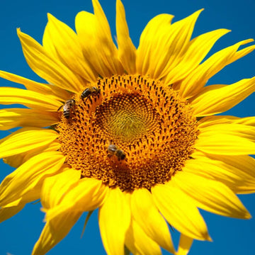 Sunflower Seeds – Dwarf Grey Stripe