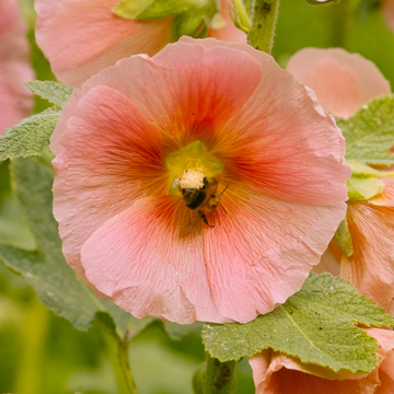 Hollyhock Seeds – Peach
