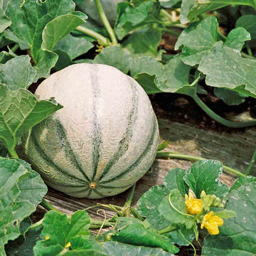 Melon Seeds – Charentais
