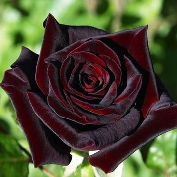 Rosa Seeds – Black Baccara