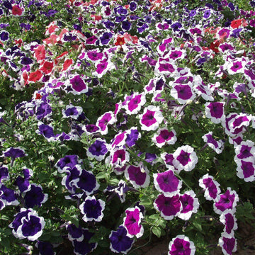 Petunia Seeds - Multiflora Mixed