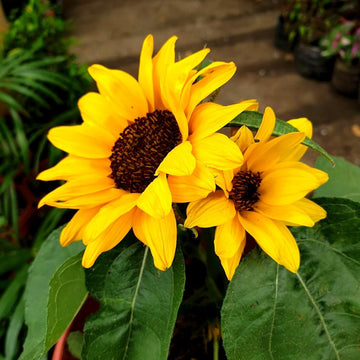 Sunflower Seeds – Dwarf