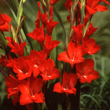 Red Gladiolus Seeds – Vibrant