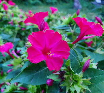 Marvel of Peru Seeds – Mixed Colors