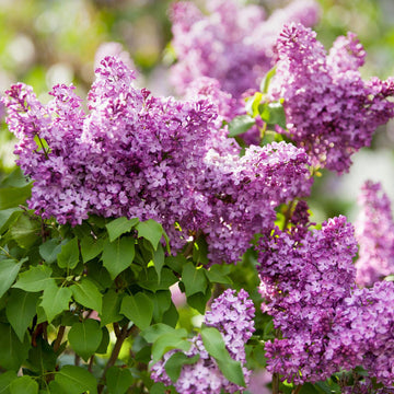 Lilac Seeds – Syringa Vulgaris