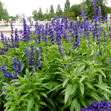 Salvia Seeds – Blue