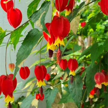 Abutilon Megapotamicum Seeds – Trailing Lantern