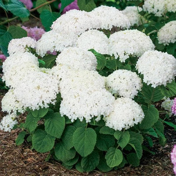 Hydrangea Seeds – White