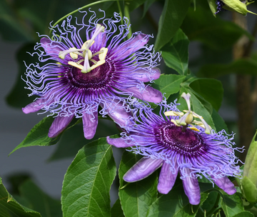Passion  Seeds – Purple Grandilla