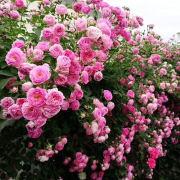Rose Seeds - Catavel Pink Climbing
