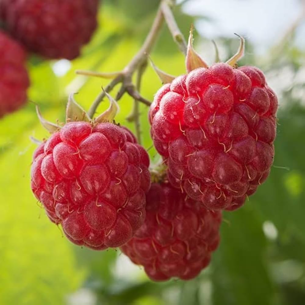 Gw2 Raspberry Seeds Berry Seeds - Raspberry Heirloom
