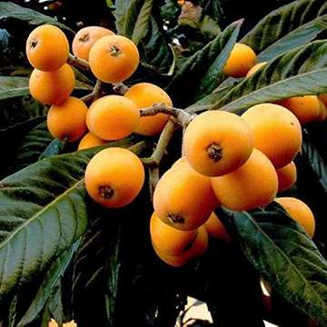 Loquat Seeds – Tropical