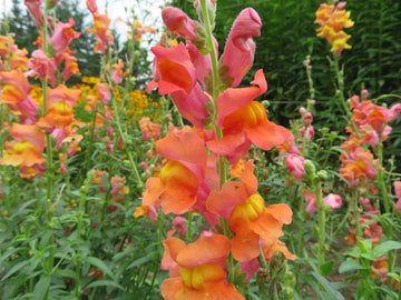 Snapdragon Seeds – Antirrhinum Majus