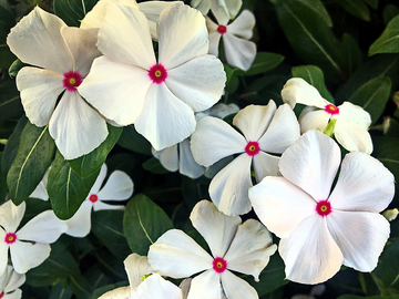 Periwinkle Seeds – Bright Eyes