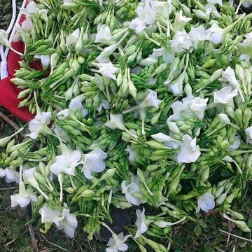 Loroco Seeds – Edible