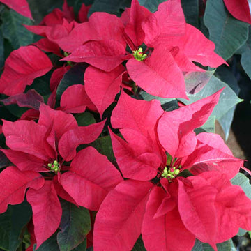 Poinsettia Seeds – Red