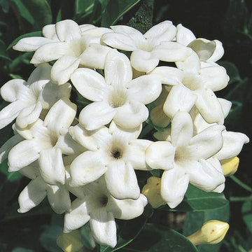 Madagascar Jasmine Seeds – Stephanotis