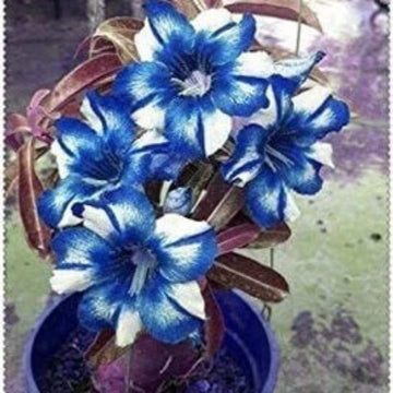 Adenium rose Seeds – Blue White
