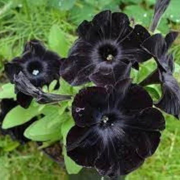 Black Petunias Seeds – Flower Plant
