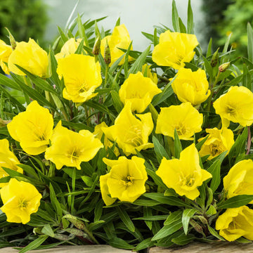 Oenothera Macrocarpa Seeds – Evening Primrose