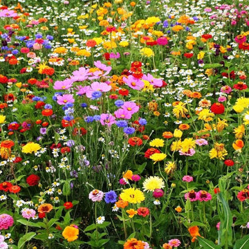 Perennial Wildflower Seeds – Mix
