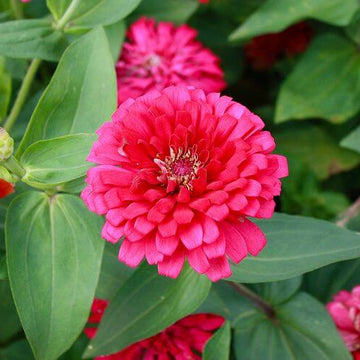 Marigold Seeds – French Pink