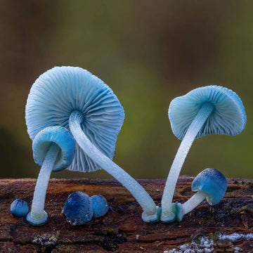 Sky Blue Mushroom Spawn – Vegetable Plant