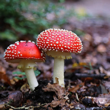 Mushroom Seeds – Red & White