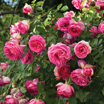 Rose Seeds – Climbing Pinkie