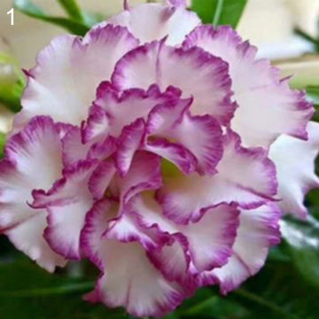 Purple White  Desert Rose Seeds 