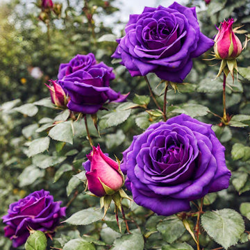 Rose Seeds – Purple Dragon