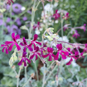 Pelargonium Seeds – Sidoides