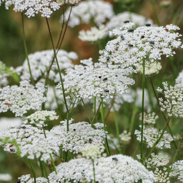 Queen Anne's Lace  Seeds – False
