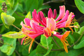 Honeysuckle Seeds – Mixed