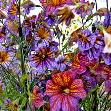Painted Tongue Seeds – Mixed Colors