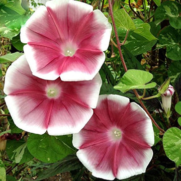 Morning Glory Seeds – Red Picotee