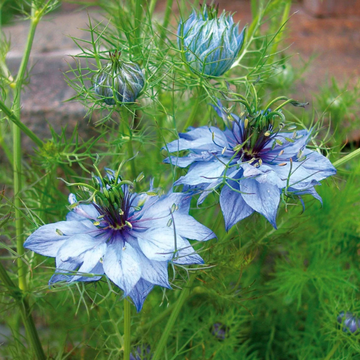 Love-in-a-Mist  Seeds – Nigella