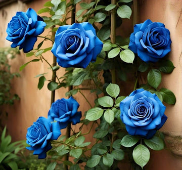 Rose Seeds - Blue Climbing