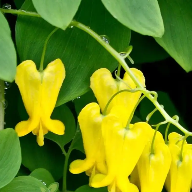 Bleeding Yellow Yellow Bleeding Heart Dicentra Spectabilis Seeds | Flower Seeds