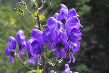 Skullcap Seeds – Mad Dog