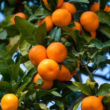 Orange Seeds – Mandarin