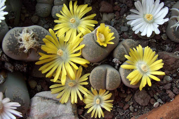 Lithops Seeds – Living Stones Succulent