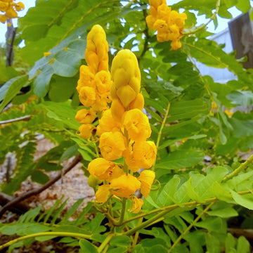Senna Seeds – Alata