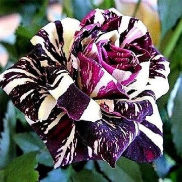 Rose Seeds – Dragon Rose Bush