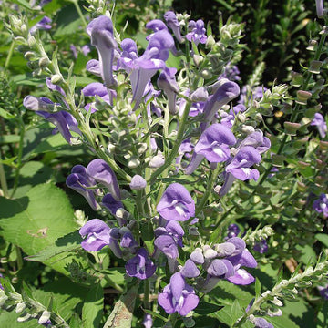 Scutellaria Incana Seeds – Blue Skullcap
