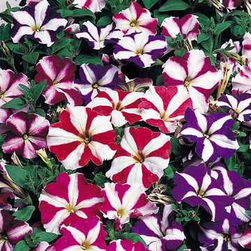 Petunia Seeds – Star Mix