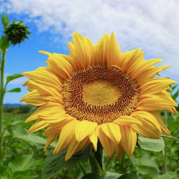 Sunflower Seeds - Gigantic Titan