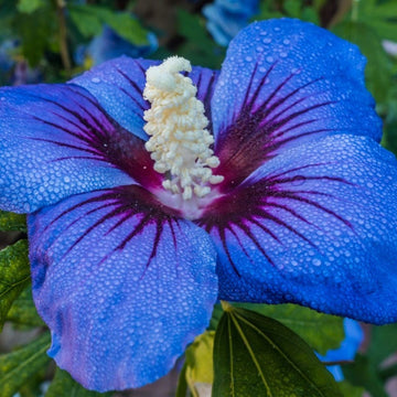 Blue Hibiscus Seeds – Flower Plant