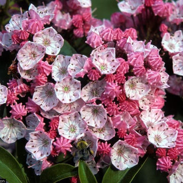 Mountain Laurel Seeds – Shrub